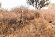 Namibie - Désert du Kalahari - Excursion dans la réserve du Kalahari Anib Lodge