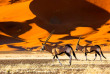 Namibie - Désert du Namib, Oryx ©Shutterstock, Radek Borovka 