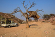 Namibie - NamibRand Nature Reserve - Family Hideout