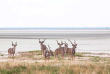 Namibie - Parc national d'Etosha - Mushara Bush Camp