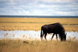 Namibie - Parc national d'Etosha - Namibia Tourism Board