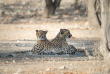 Namibie - Parc national d'Etosha - Ongava tented Camp