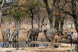 Namibie - Parc national d'Etosha - Ongava tented Camp