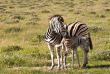 Namibie - Parc national d'Etosha - Ongava tented Camp