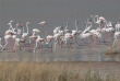 Namibie - Parc national d'Etosha ©Ute Von Ludwiger