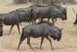 Namibie - Parc national d'Etosha ©Ute Von Ludwiger