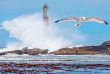 Namibie - Luderitz, Côte rocheuse sur Diaz Point ©Shutterstock, Muratart