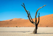 Namibie - Parc national Namib-Naukluft - Desert du Namib - Kulala Desert Lodge - Wilderness Safaris