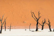 Namibie - Parc national Namib-Naukluft - Desert du Namib - Kulala Desert Lodge - Wilderness Safaris