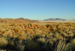Namibie - Réserve naturelle de Namibrand - Randonnée guidée Tok Tokkie Trails