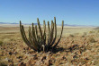Namibie - Réserve naturelle de Namibrand - Randonnée guidée Tok Tokkie Trails