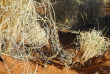 Namibie - Réserve naturelle de Namibrand - Randonnée guidée Tok Tokkie Trails
