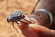 Namibie - Réserve naturelle de Namibrand - Randonnée guidée Tok Tokkie Trails