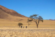 Namibie - Réserve naturelle de Namibrand - Toktokkie Trails