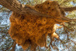 Namibie - Réserve naturelle de Namibrand - Randonnée guidée Tok Tokkie Trails