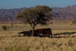 Namibie - Réserve naturelle de Namibrand - Randonnée guidée Tok Tokkie Trails