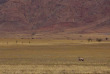 Namibie - Réserve naturelle de Namibrand - Randonnée guidée Tok Tokkie Trails