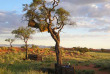 Namibie - Réserve naturelle de Namibrand - Randonnée guidée Tok Tokkie Trails