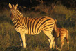 Namibie - Réserve naturelle d'Okonjima - AfriCat Foundation