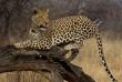 Namibie - Réserve naturelle d'Okonjima - AfriCat Foundation  ©Shutterstock, Steve Smith