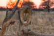 Namibie - Réserve naturelle d'Okonjima - AfriCat Foundation  ©Shutterstock, Claude Huot