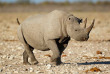 Namibie - Parc national d'Etosha, Rhinoceros noir ©Shutterstock, Ecoprint
