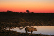 Namibie - Parc national d'Etosha - Animaux ©Shutterstock, Eric Valenne