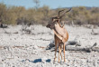 Namibie - Parc national d'Etosha - Safari au départ du Etosha Safari Camp