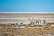 Namibie - Parc national d'Etosha - Safari au départ du Etosha Safari Camp