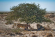 Namibie - Parc National d'Etosha, Safari au Etosha Safari Camp ©Gondwana Collection 