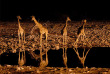 Namibie - Parc national d'Etosha - Safari de nuit