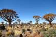 Namibie - Quiver Tree Forest- ©Shutterstock, Thoron