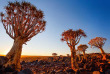 Namibie - Quiver Tree Forest- ©Shutterstock, Blue Orange Studio
