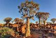 Namibie - Quiver Tree Forest