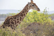Namibie - Parc national d'Etosha - Girafe