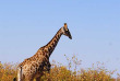 Namibie - Safari à Etosha