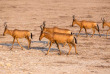 Namibie - Parc national d'Etosha 