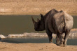 Namibie - Rhinocéros