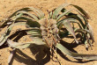 Namibie - Welwitschia mirabilis