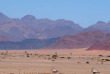 Namibie - Désert du Namib - Oryx