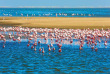 Namibie - Swakopmund, Colonie de flamants roses ©Shutterstock, Kavram