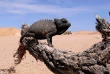 Namibie - Swakopmund - Excursion Découverte de la vie dans le désert