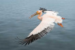 Namibie - Walvis Bay - Grand Pelican blanc ©Shutterstock, Tomas Drahos