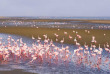 Namibie - Walvis Bay - Flamants roses ©Shutterstock, Fabio Lamanna