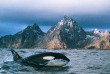 Norvege - Expédition à la recherche des orques et des baleines