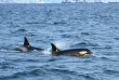 Norvège - Circuit Aventure arctique au Comté de Troms © Brim Explorer - Silent Whale Watching