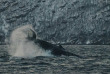 Norvège - Circuit Aventure arctique au Comté de Troms © Brim Explorer - Silent Whale Watching