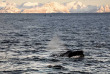 Norvège - Croisière baleines et orques © Brim Explorer - Silent Whale Watching