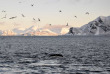 Norvège - Circuit Aventure arctique au Comté de Troms © Brim Explorer - Silent Whale Watching