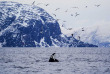 Norvège - Circuit Aventure arctique au Comté de Troms © Brim Explorer - Silent Whale Watching